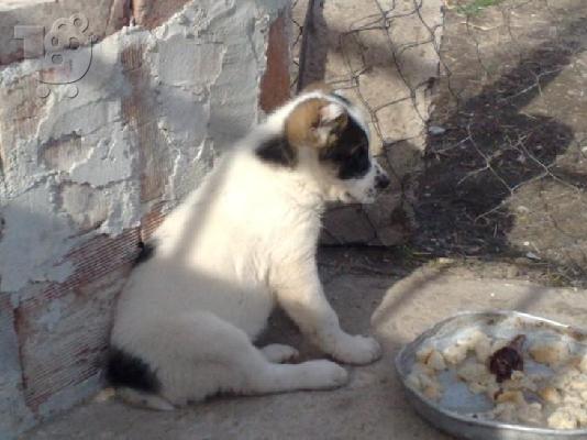 Kαλή τιμή!!!.Ποιμενικός Κεντρικής Ασίας – 300 euro